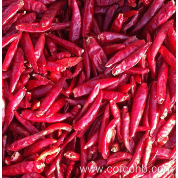 Dried Chili